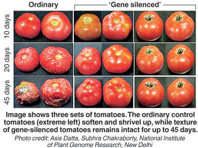 Test showing how GM Tomatoes have longer Shelf Life.