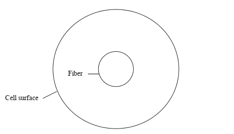 The depiction of cell model