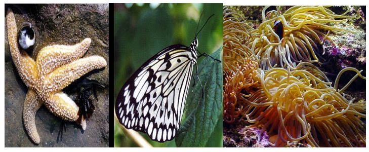 some common examples of invertebrates.